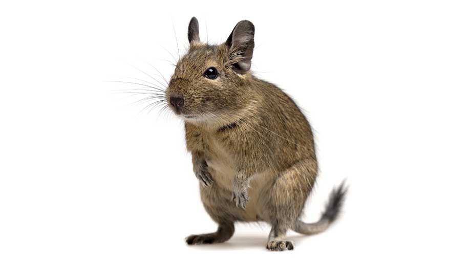Steckbrief Degu Teaser2